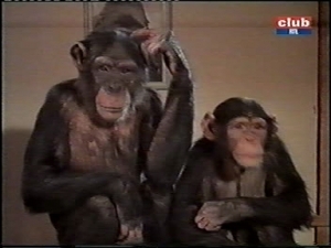 judy the chimp and toto daktari season three