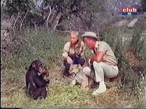 judy the chimp with cheryl miller and marshall thompson on daktari